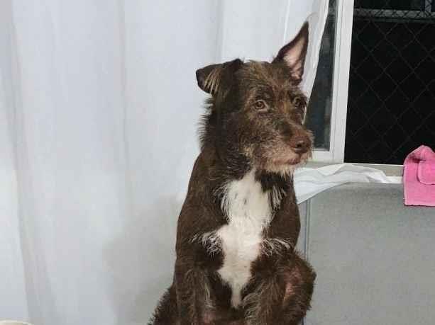 Cachorro raça SRD-ViraLata idade 5 anos nome ESMERALDA