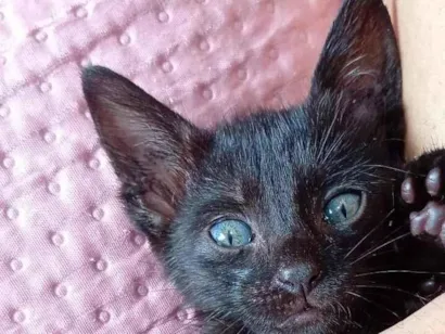 Gato raça SRD-ViraLata idade Abaixo de 2 meses nome Alice