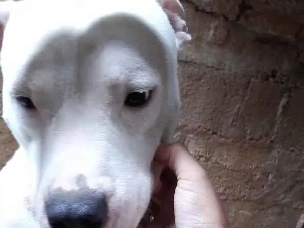 Cachorro raça Pit-Bull idade 3 anos nome Zeus 