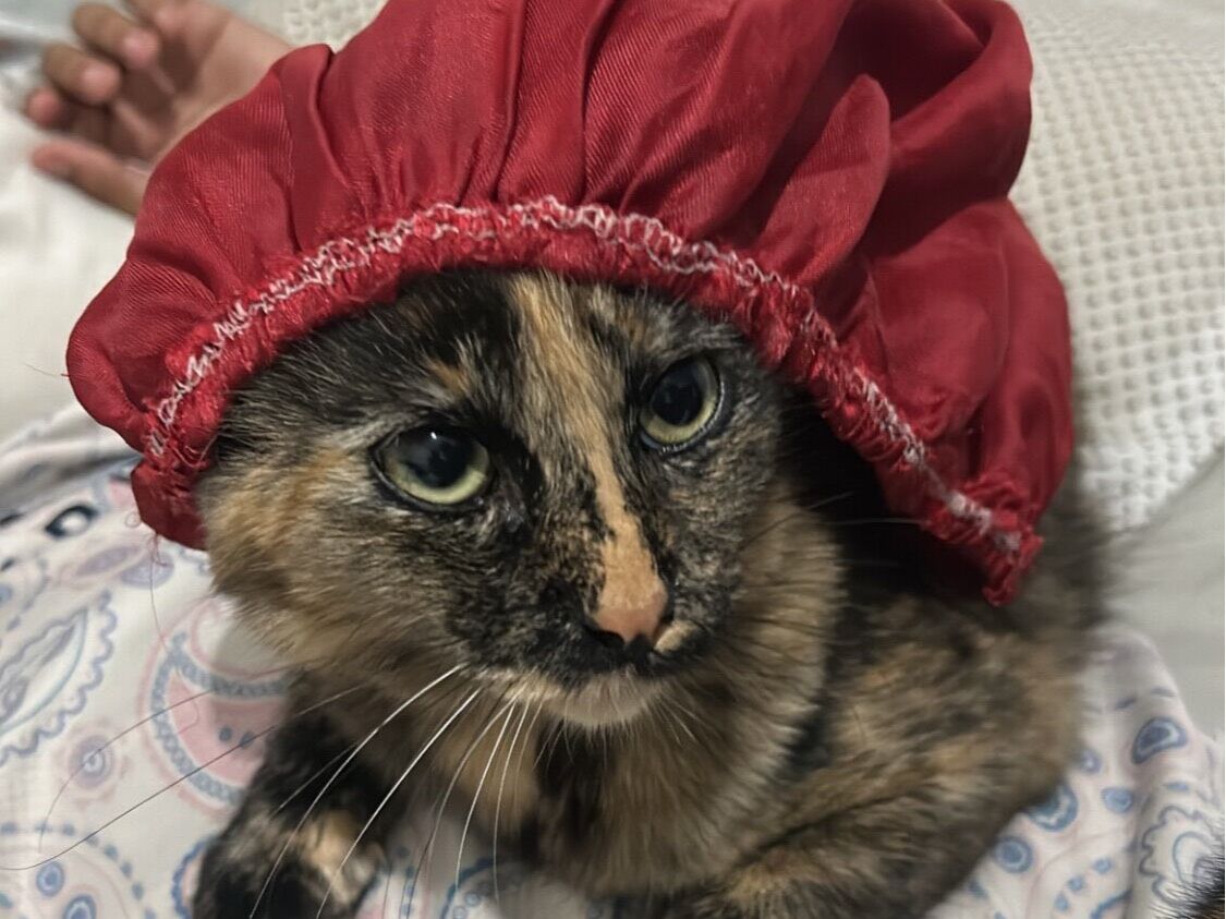 Gato raça SRD-ViraLata idade 7 a 11 meses nome Amora