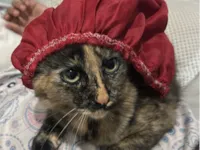 Gato raça SRD-ViraLata idade 7 a 11 meses nome Amora