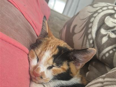 Gato raça SRD-ViraLata idade 7 a 11 meses nome Maria