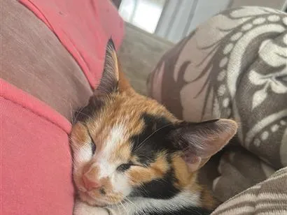 Gato raça SRD-ViraLata idade 7 a 11 meses nome Maria