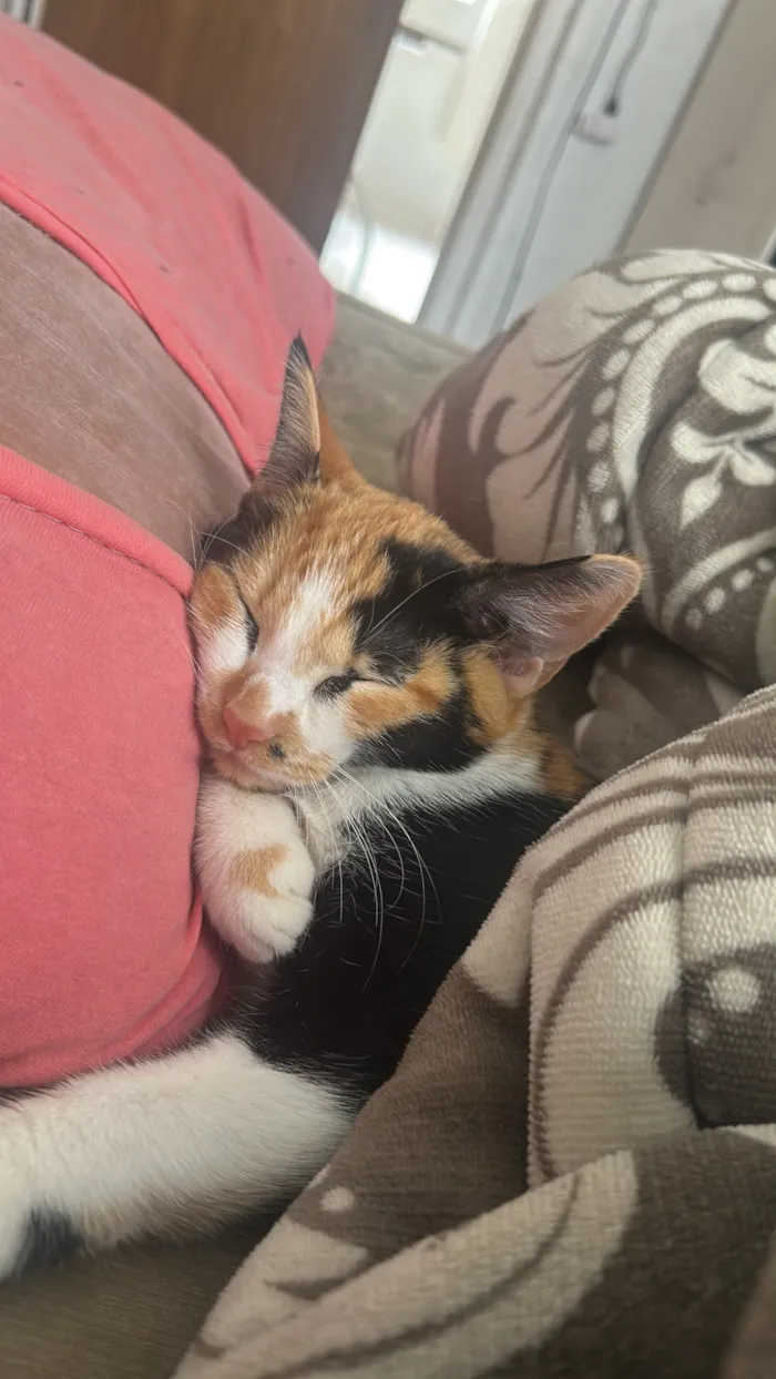 Gato raça SRD-ViraLata idade 7 a 11 meses nome Maria