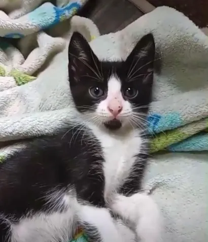 Gato raça SRD-ViraLata idade Abaixo de 2 meses nome Miah