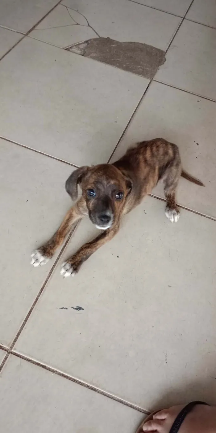 Cachorro raça SRD-ViraLata idade 2 a 6 meses nome Rajada