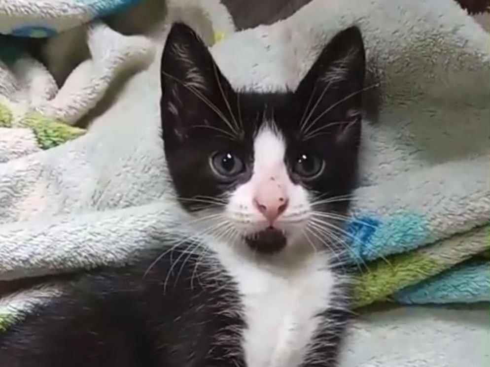 Gato raça SRD-ViraLata idade Abaixo de 2 meses nome Miah