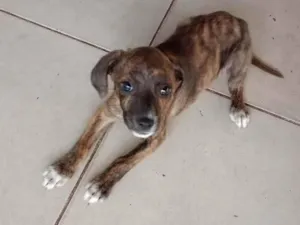 Cachorro raça SRD-ViraLata idade 2 a 6 meses nome Rajada