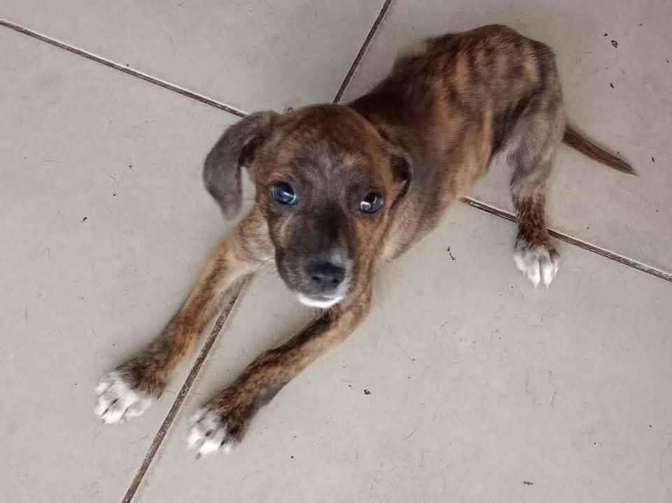 Cachorro raça SRD-ViraLata idade 2 a 6 meses nome Rajada