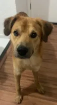 Cachorro raça SRD-ViraLata idade 1 ano nome Caleb