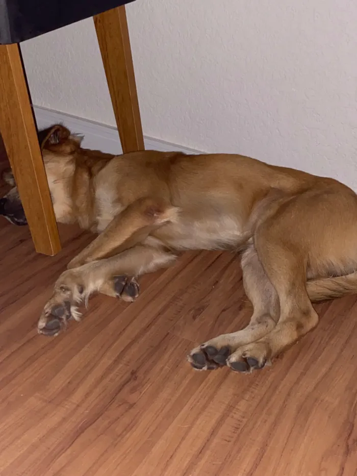 Cachorro raça SRD-ViraLata idade 1 ano nome Caleb