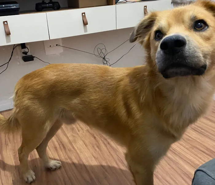 Cachorro raça SRD-ViraLata idade 1 ano nome Caleb