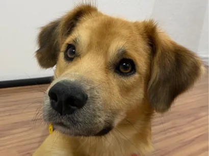 Cachorro raça SRD-ViraLata idade 1 ano nome Caleb