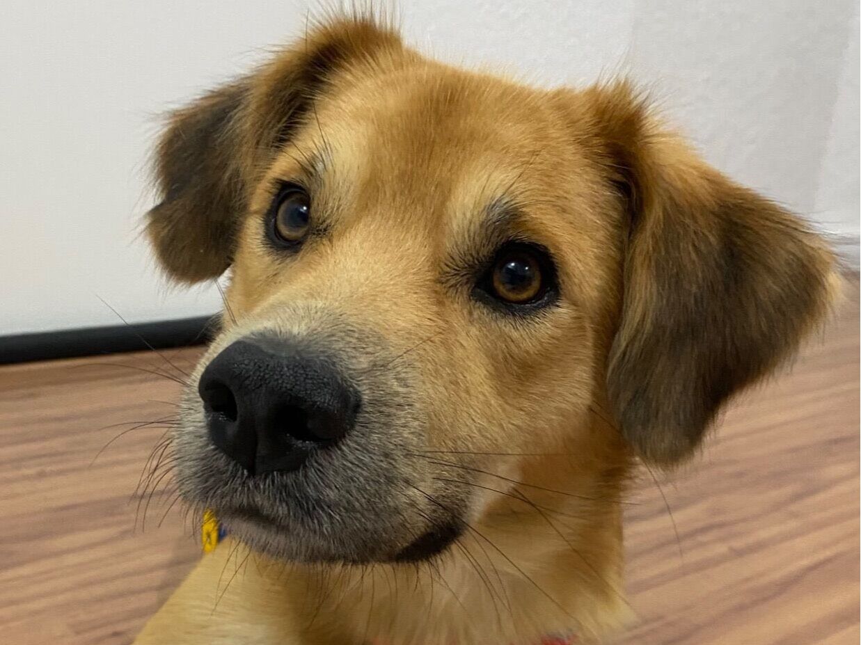 Cachorro raça SRD-ViraLata idade 1 ano nome Caleb