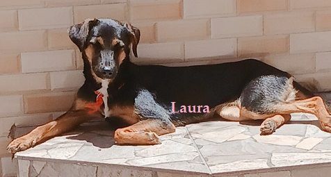 Cachorro raça SRD-ViraLata idade 7 a 11 meses nome LAURA E LYA