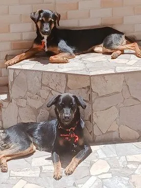 Cachorro raça SRD-ViraLata idade 7 a 11 meses nome LAURA E LYA