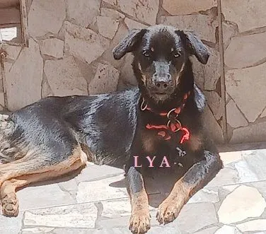 Cachorro raça SRD-ViraLata idade 7 a 11 meses nome LAURA E LYA