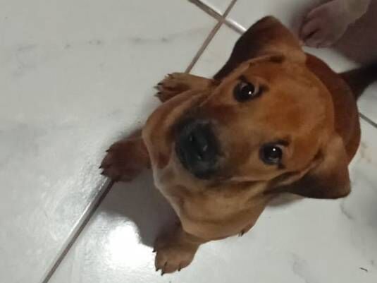 Cachorro raça SRD-ViraLata idade 2 a 6 meses nome olivia