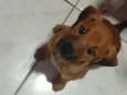Cachorro raça SRD-ViraLata idade 2 a 6 meses nome olivia