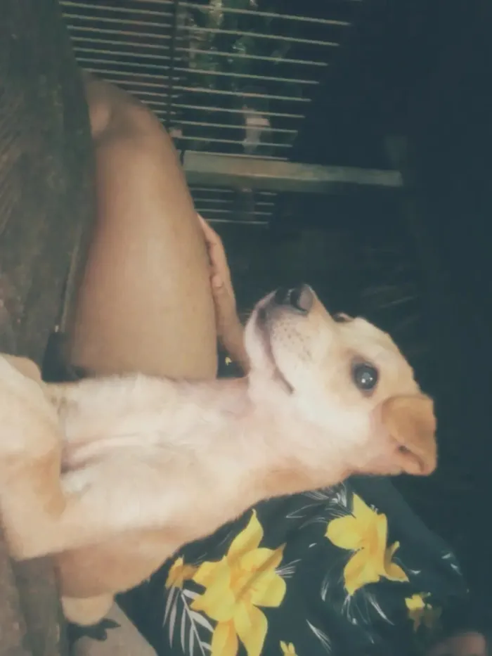 Cachorro raça SRD-ViraLata idade 7 a 11 meses nome Lupe