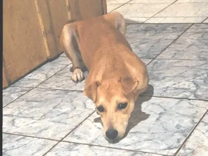 Cachorro raça SRD-ViraLata idade 7 a 11 meses nome Lupe