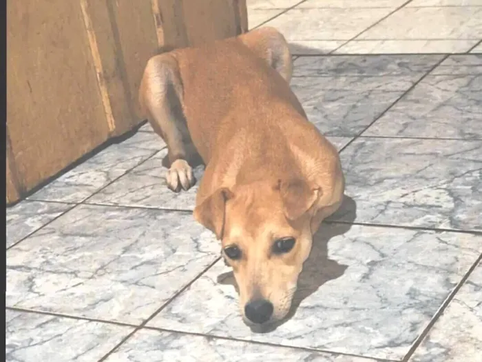 Cachorro raça SRD-ViraLata idade 7 a 11 meses nome Lupe