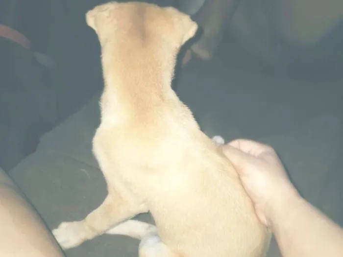 Cachorro raça SRD-ViraLata idade 7 a 11 meses nome Lupe