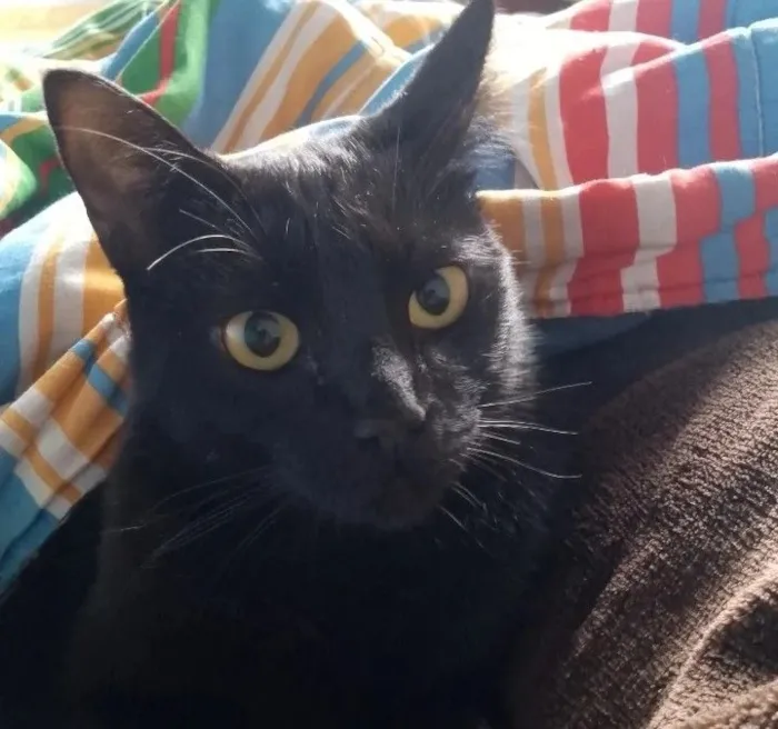 Gato raça SRD-ViraLata idade 2 anos nome Helena 