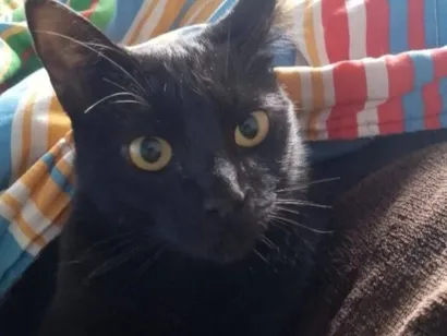 Gato raça SRD-ViraLata idade 2 anos nome Helena 