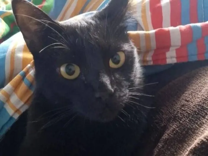 Gato raça SRD-ViraLata idade 2 anos nome Helena 