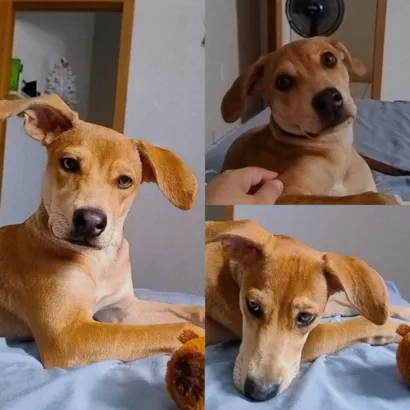 Cachorro raça SRD-ViraLata idade 7 a 11 meses nome Odara 