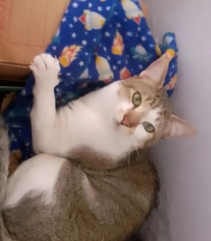 Gato raça SRD-ViraLata idade 1 ano nome Julio Cesar 