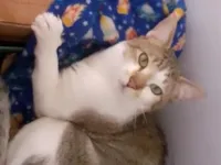 Gato raça SRD-ViraLata idade 1 ano nome Julio Cesar 