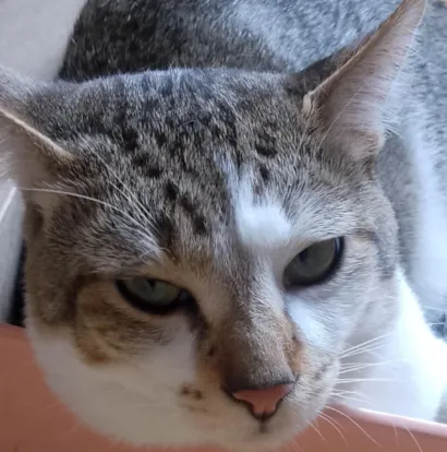 Gato raça SRD-ViraLata idade 1 ano nome Julio Cesar 