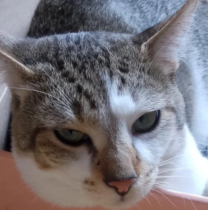 Gato raça SRD-ViraLata idade 1 ano nome Julio Cesar 