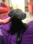 Cachorro raça SRD-ViraLata idade Abaixo de 2 meses nome Sem nome 