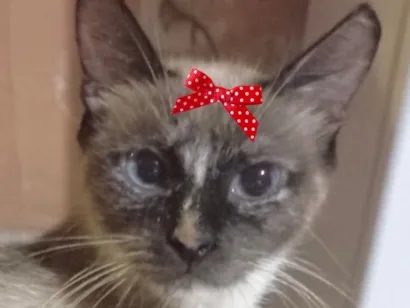 Gato raça Siamês idade 7 a 11 meses nome Nicole 