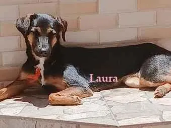 Cachorro raça SRD-ViraLata idade 7 a 11 meses nome LAURA E LYA