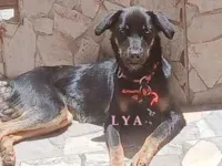 Cachorro raça SRD-ViraLata idade 7 a 11 meses nome LAURA E LYA