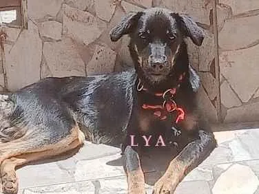 Cachorro raça SRD-ViraLata idade 7 a 11 meses nome LAURA E LYA