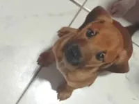 Cachorro raça SRD-ViraLata idade 2 a 6 meses nome olivia