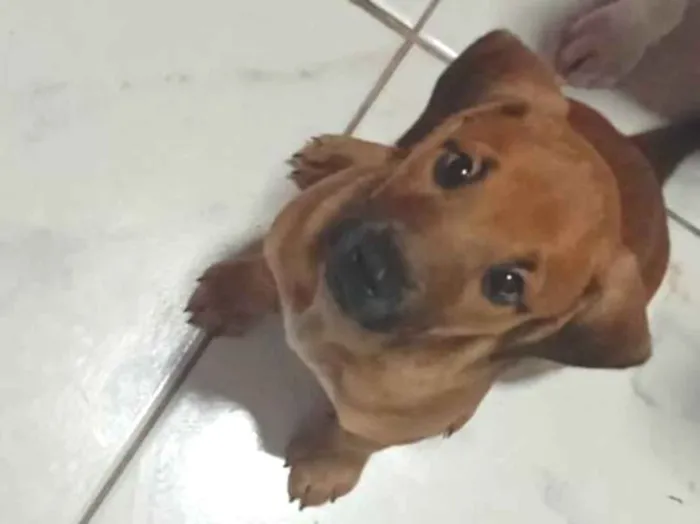 Cachorro raça SRD-ViraLata idade 2 a 6 meses nome olivia