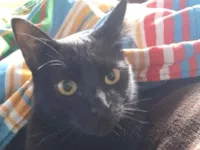 Gato raça SRD-ViraLata idade 2 anos nome Helena 