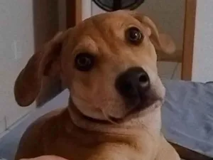 Cachorro raça SRD-ViraLata idade 7 a 11 meses nome Odara 