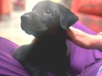 Cachorro raça SRD-ViraLata idade Abaixo de 2 meses nome Sem nome 