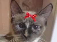 Gato raça Siamês idade 7 a 11 meses nome Nicole 