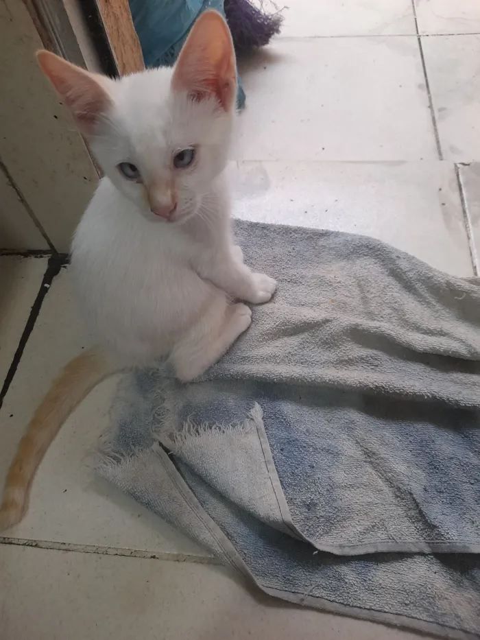 Gato raça SRD-ViraLata idade 2 a 6 meses nome floquinho