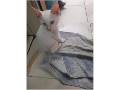 Gato raça SRD-ViraLata idade 2 a 6 meses nome floquinho