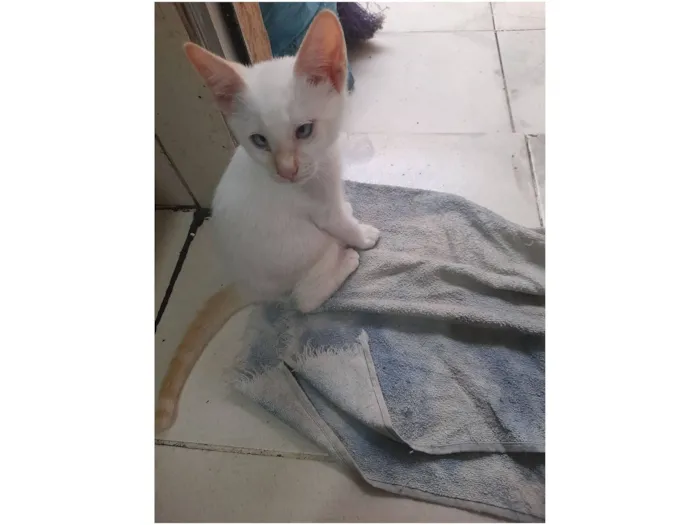Gato raça SRD-ViraLata idade 2 a 6 meses nome floquinho