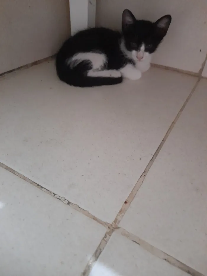Gato raça SRD-ViraLata idade 2 a 6 meses nome frajola